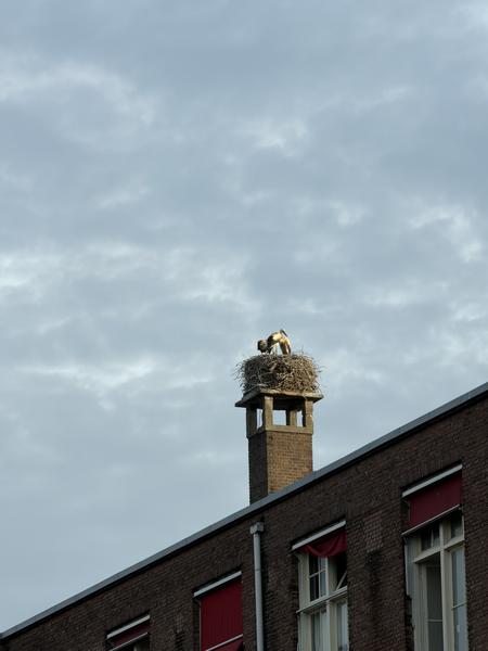 A white stork is seen tending its large nest atop a brick chimney, set against an overcast sky